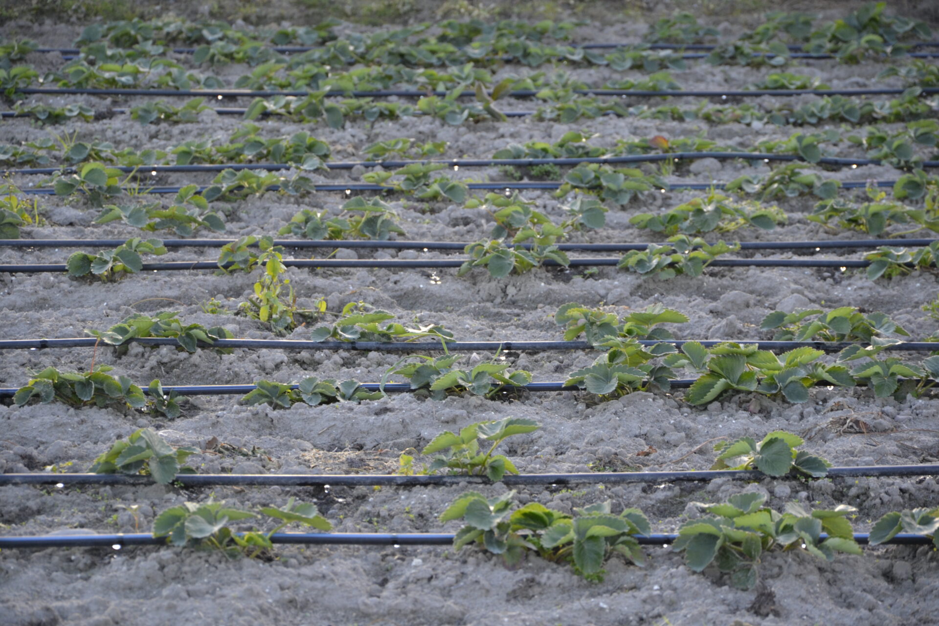 Nawo Enie Truskawek Fertygacja Boryna Plant