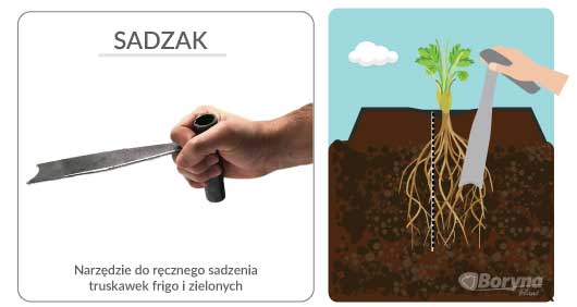 narzedzie do sadzenia truskawek