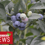 Plantacje truskawek i innych owoców miękkich na przełomie 22 i 23 tygodnia 2022r.