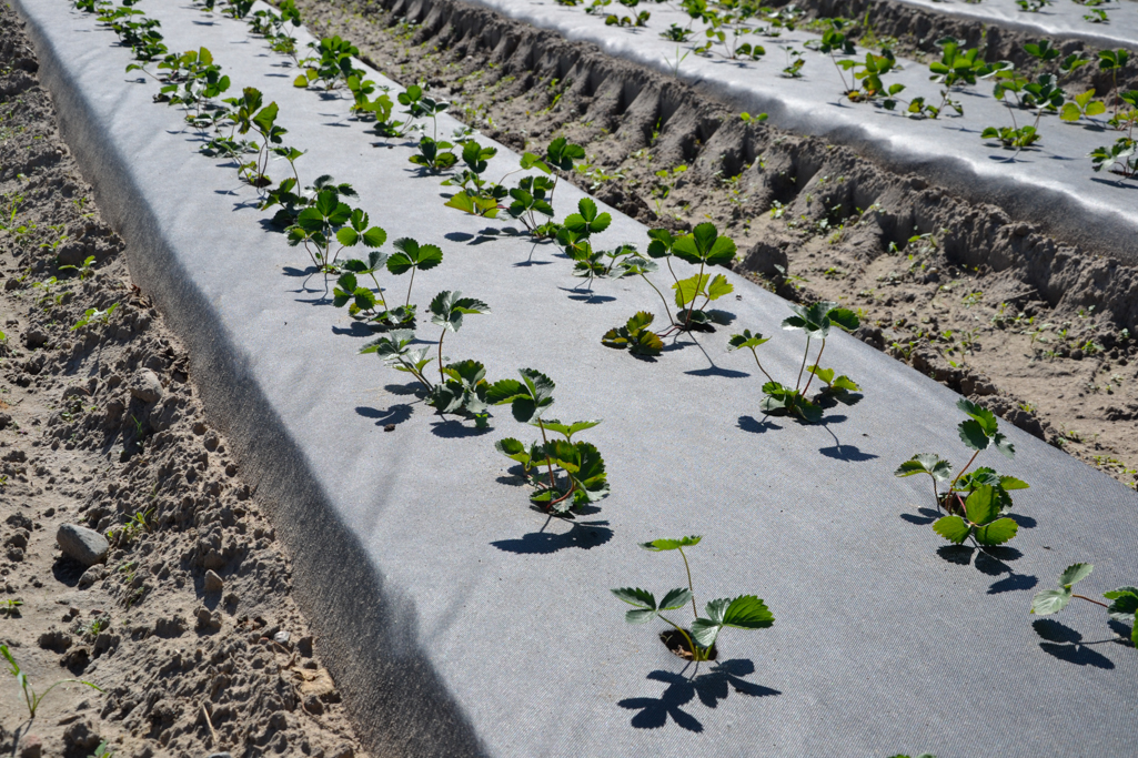 Uprawa truskawek na podwyższonych zagonach ściółkowanych czarną agrowłókniną P-50