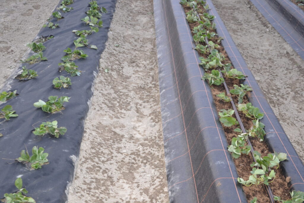 Po lewej klasyczny zagon ściółkowany czarną agrowłókniną, po prawej uprawa truskawek w wałach ziemnych, w których znajduje się podłoże ogrodnicze, okrytych czarną agrotkaniną.