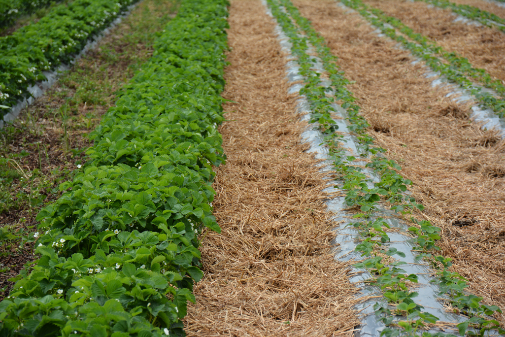 Rozkładanie słomy na plantacji truskawek uprawianych na podwyższonych zagonach sciółkowanych czarną folią.