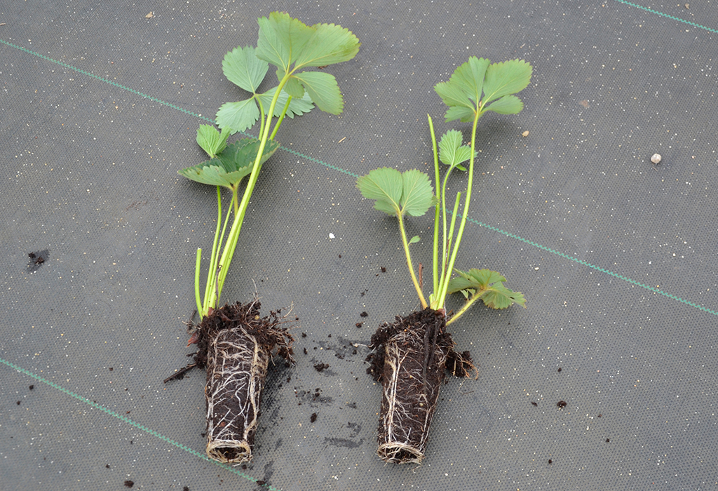 Plug Plants - sadzonka truskawki z bryłą korzeniową