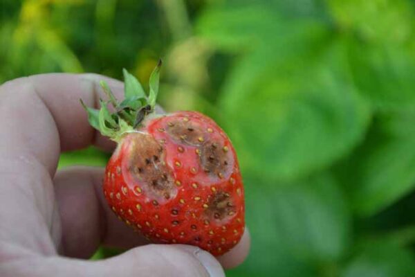 Choroby Truskawek Jak Chroni Truskawki Boryna Plant