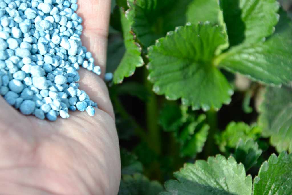 Azot, fosfor, potas, magnez i siarkę oraz mikroelementy można dostarczać roślinom za pomocą niebieskiego nawozu FERTIMAX COMPLEX.