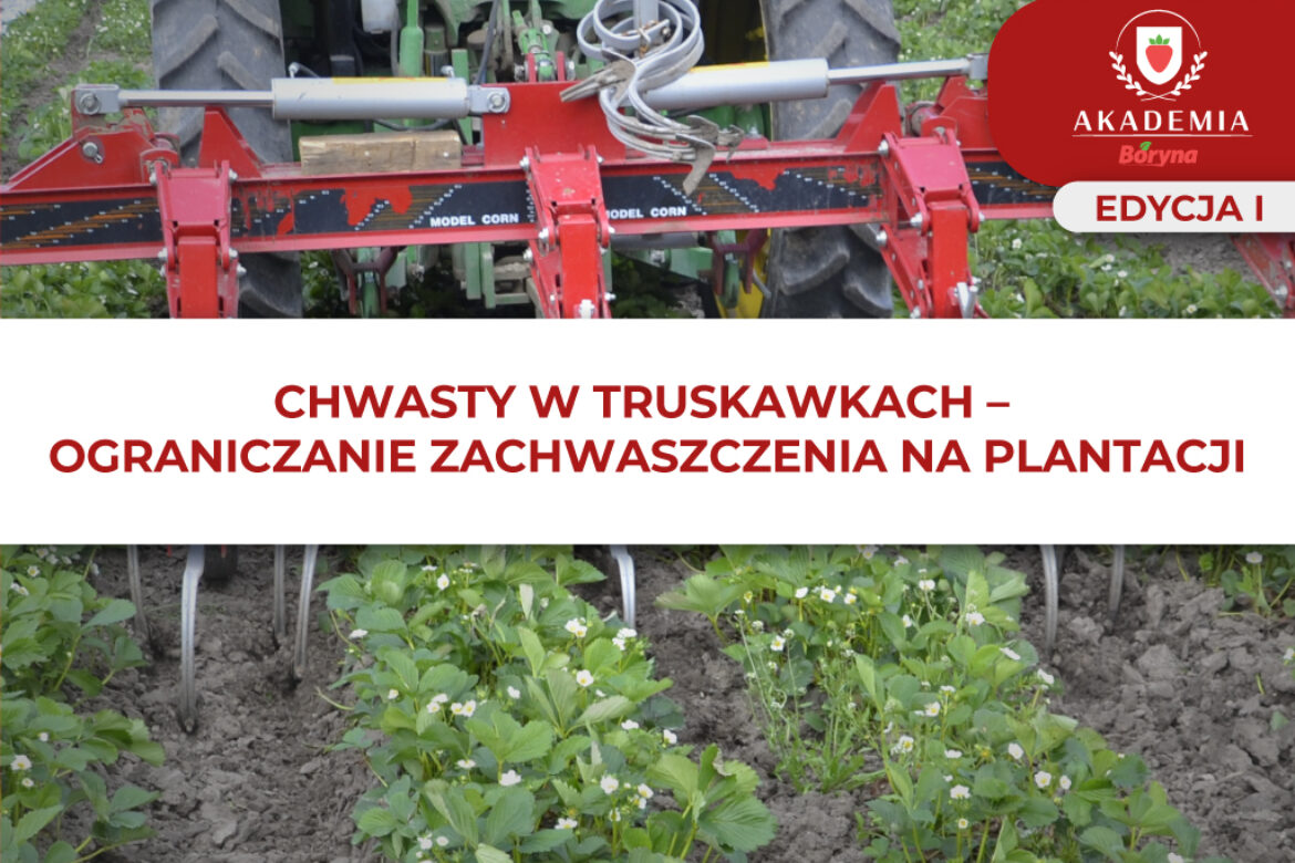 Chwasty w truskawkach – główne