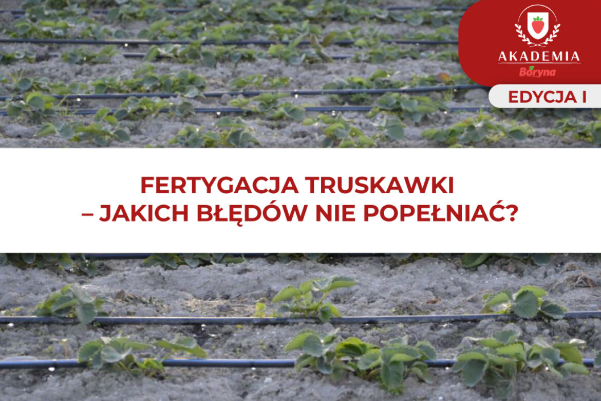 Fertygacja truskawki_glowne