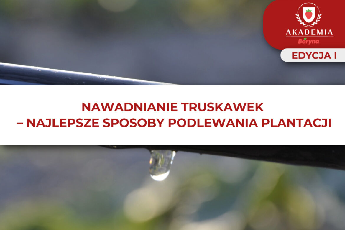 Nawadnianie truskawek – grafika