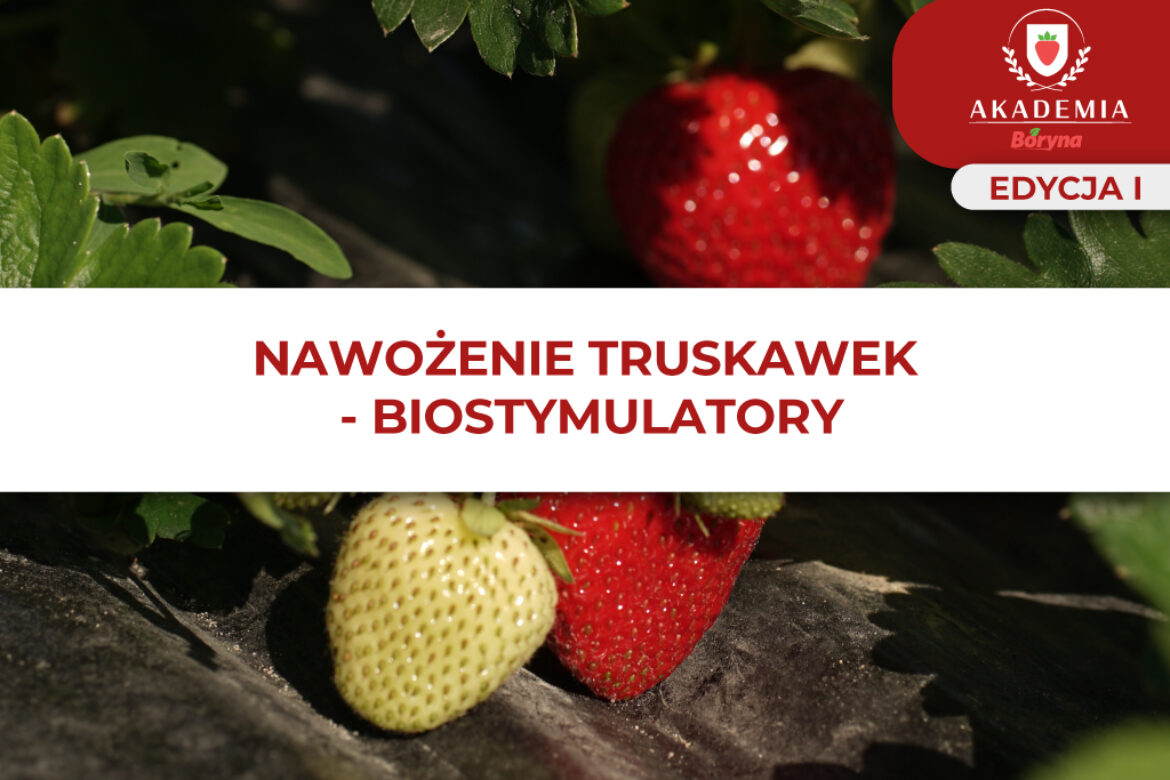 Nawożenie truskawek – Biostymulatory – główne