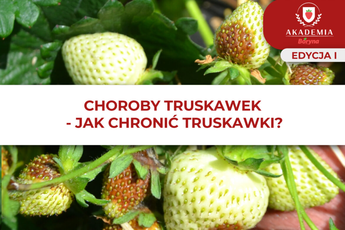 Ochrona_truskawek – główne