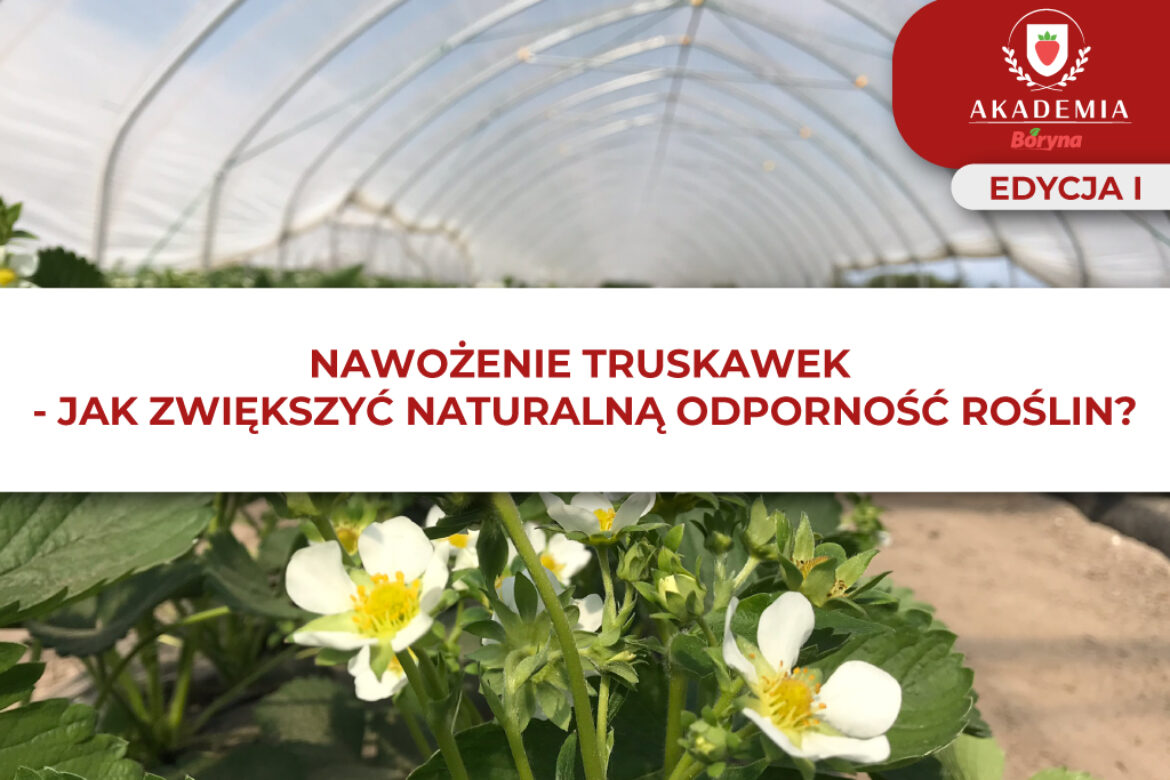 Odpornosc roślin – nawożenie truskawki główne