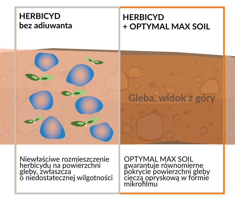 Porównanie działania herbicydu bez adiuwanta i z dodatkiem adiuwanta Optymal Max Soil.