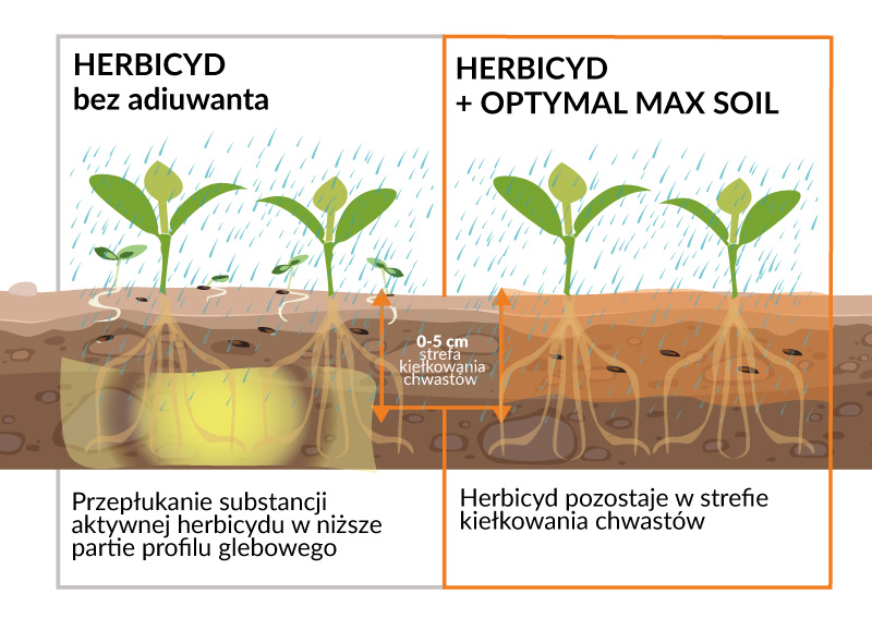 Porównanie działania herbicydu w strefie korzeniowej bez adiuwanta i z dodatkiem adiuwanta Optymal Max Soil.