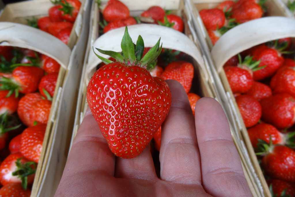 Jak poprawić jakość i trwałość owoców truskawki?