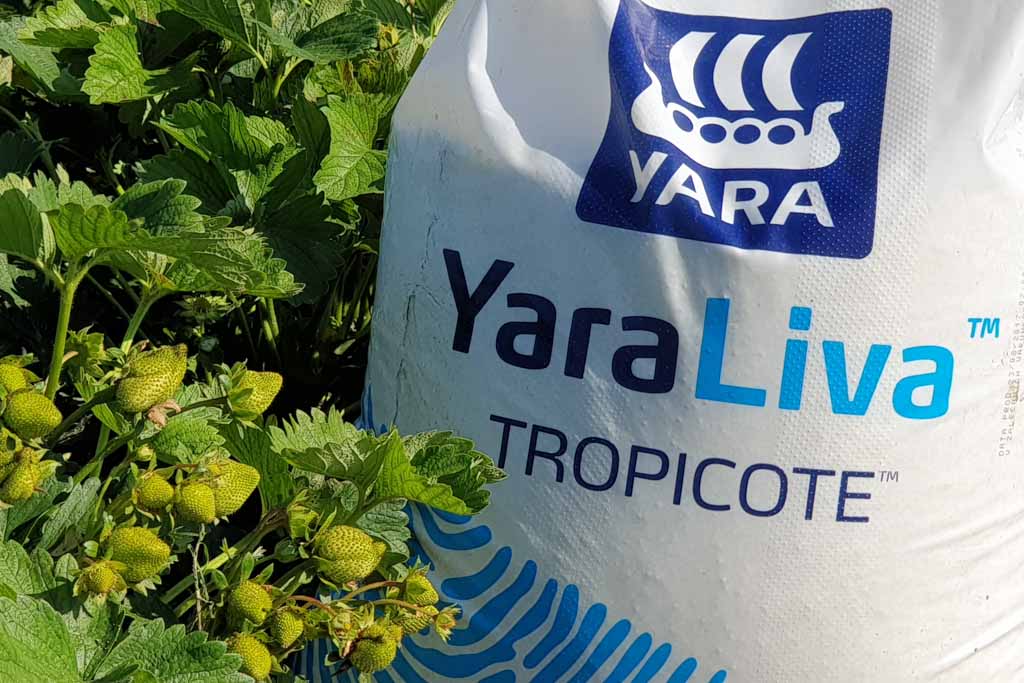 Azot i wapń można dostarczyć roślinom truskawki dzięki nawozowi Yara Liva Tropicote.